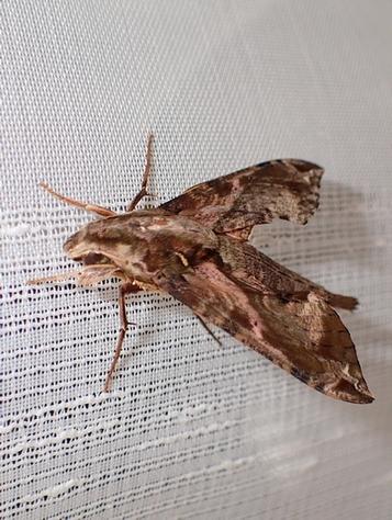 Eupanacra mydon